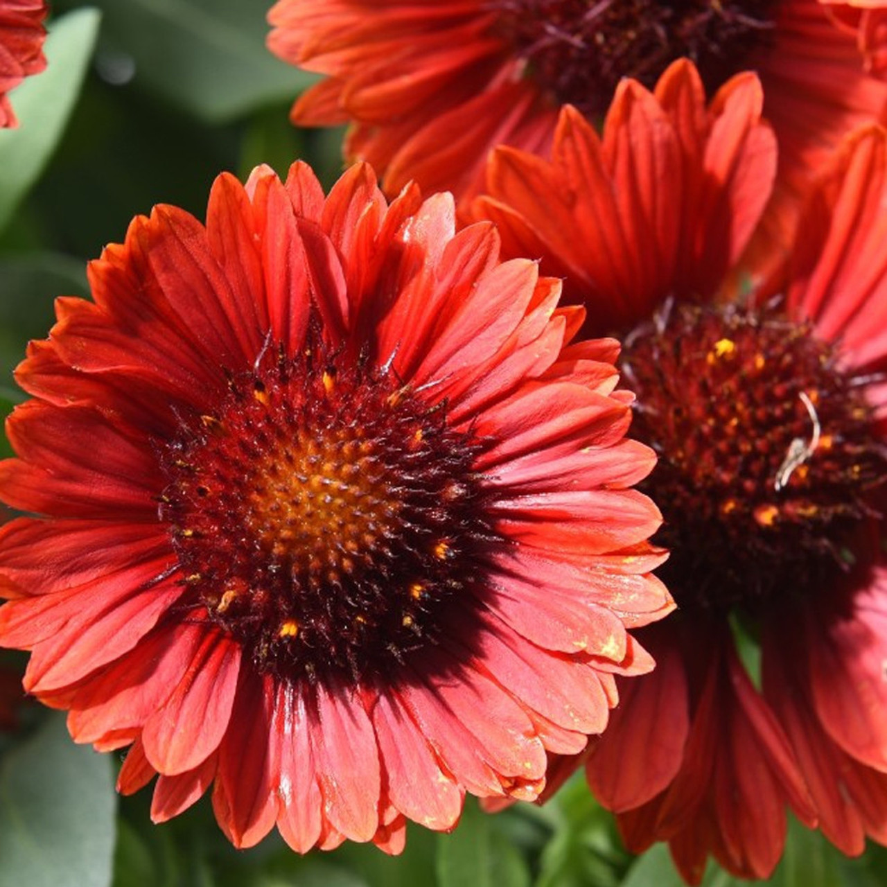 Gaillardia SpinTop Red liners from Coast Growers