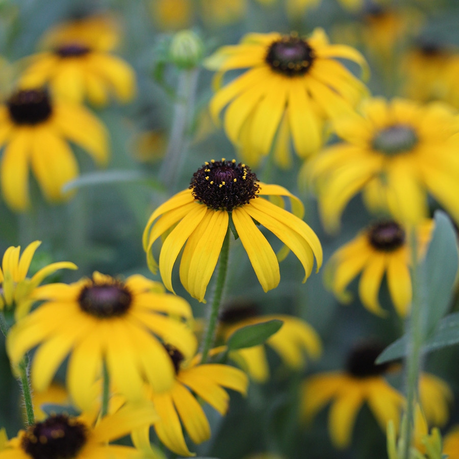 イチジク小苗　Gold Rush ㊿ 735_media.