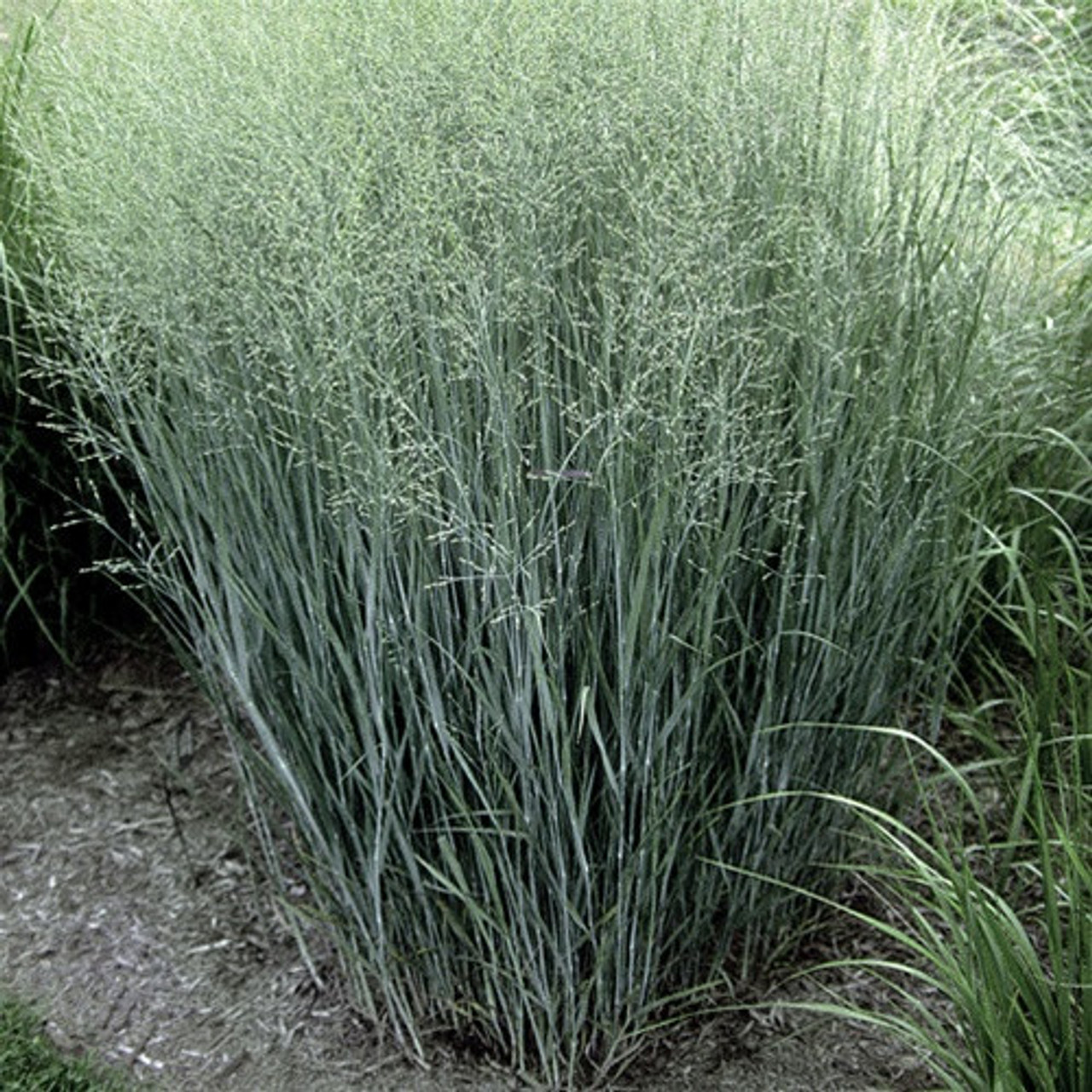 Panicum virgatum shop heavy metal