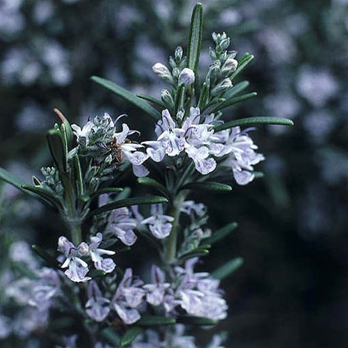 Rosmarinus Arp liners from Emerald Coast Growers