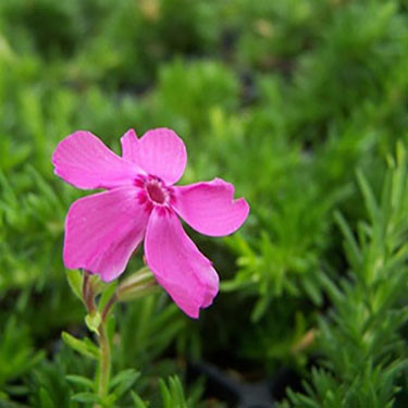 Phlox Drummond's Pink liners from Emerald Coast Growers