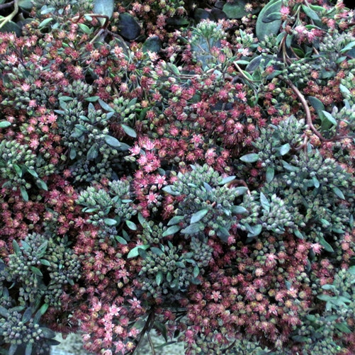 Sedum Sunsparkler Dazzleberry liners from Emerald Coast Growers