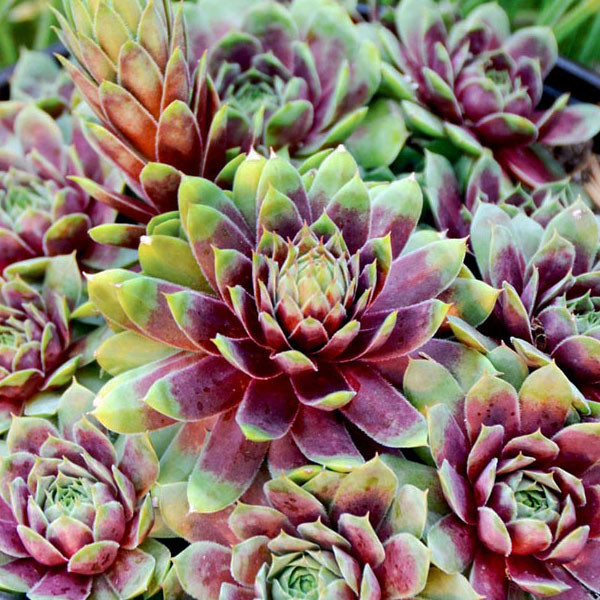 センペルビウム★Ruby Heart★根付き♪2個限定 Sempervivum Ruby Heart liners from Emerald Coast Growers