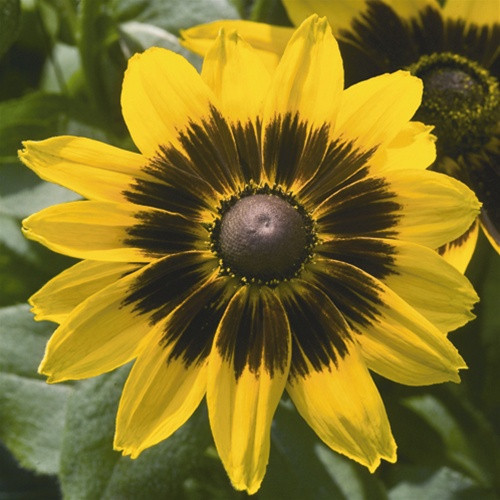 Rudbeckia hirta Denver Daisy liners from Emerald Coast Growers