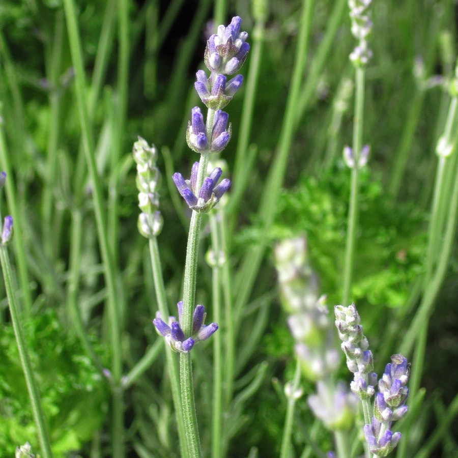 Lavandula Munstead liners from Emerald Coast Growers