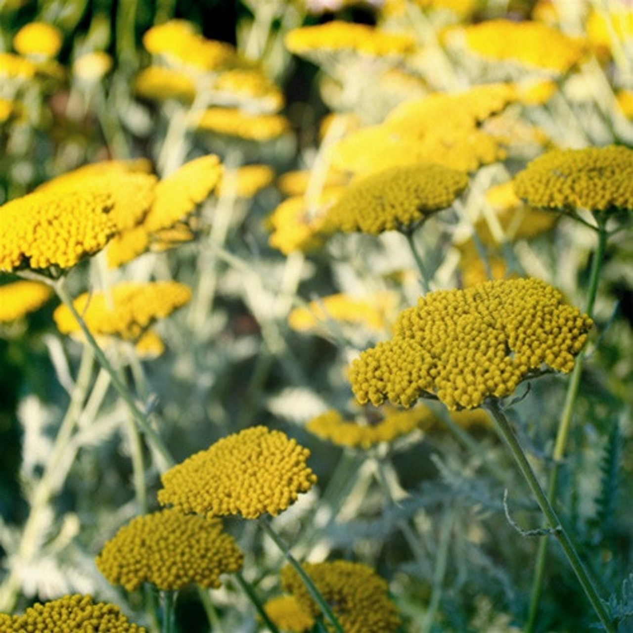 ARABIA エステリ ボタニカ \"Achillea millefolium\" ARABIA エステリ ボタニカ 