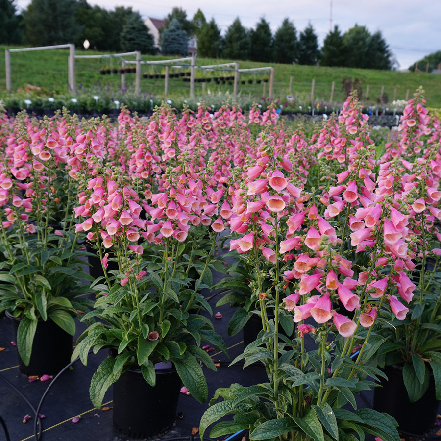 Digitalis Arctic Fox Rose liners from Emerald Coast Growers
