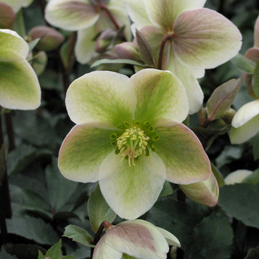 Helleborus Walberton's Ivory Prince liners from Emerald Coast Growers