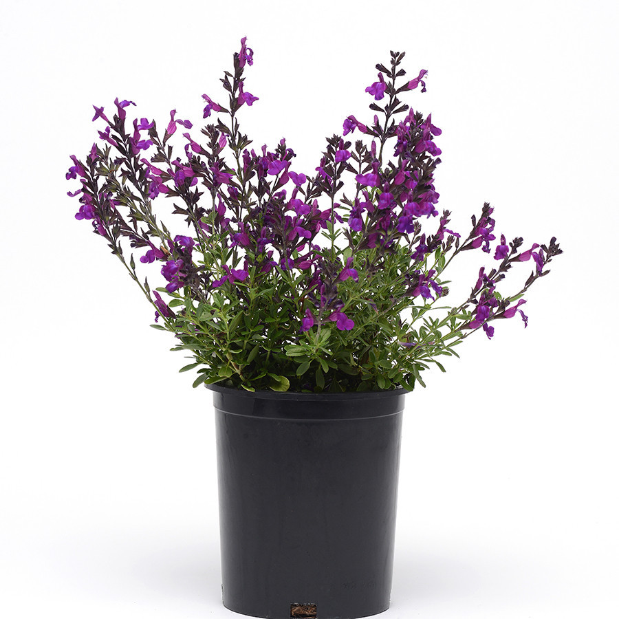 Salvia Mirage Deep Purple liners from Emerald Coast Growers