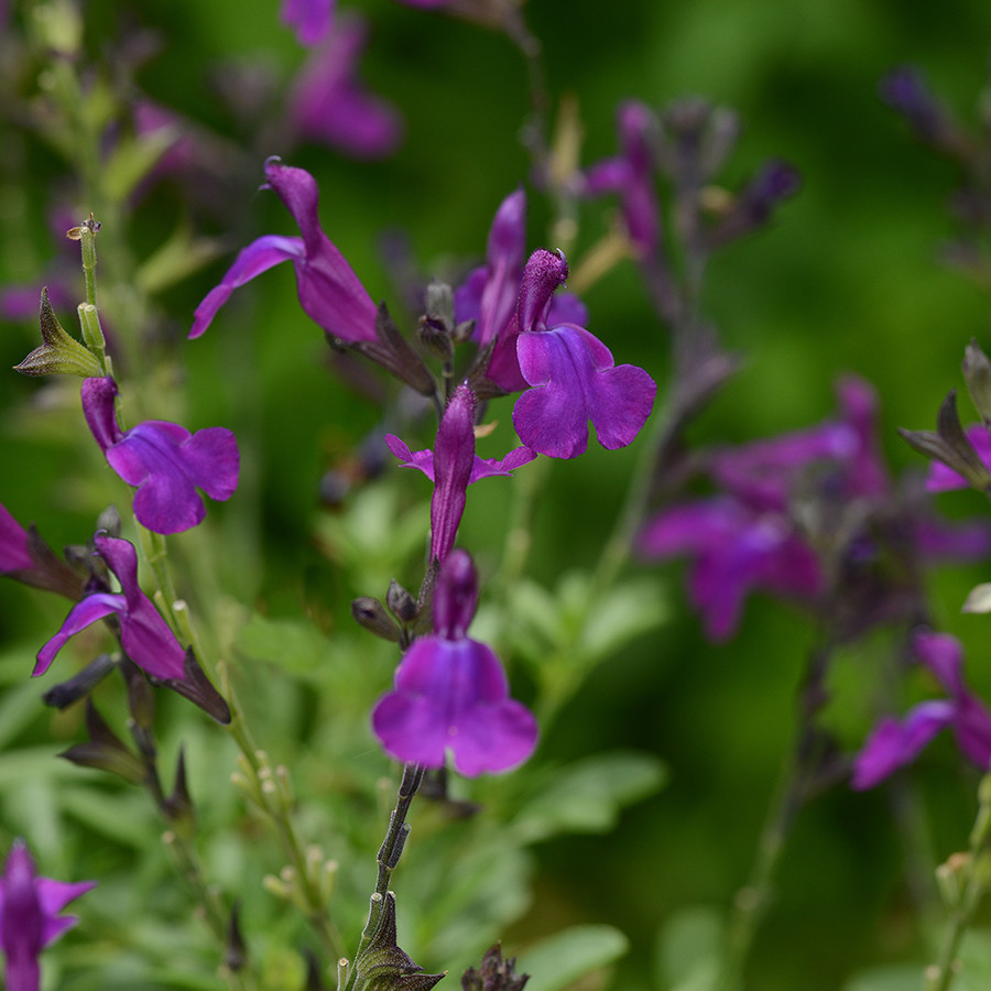 Salvia Mirage Deep Purple liners from Emerald Coast Growers
