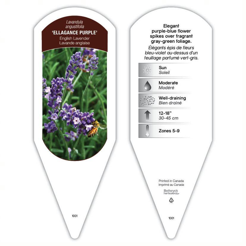 Lavandula Ellagance Purple sturdy plant id tag with description