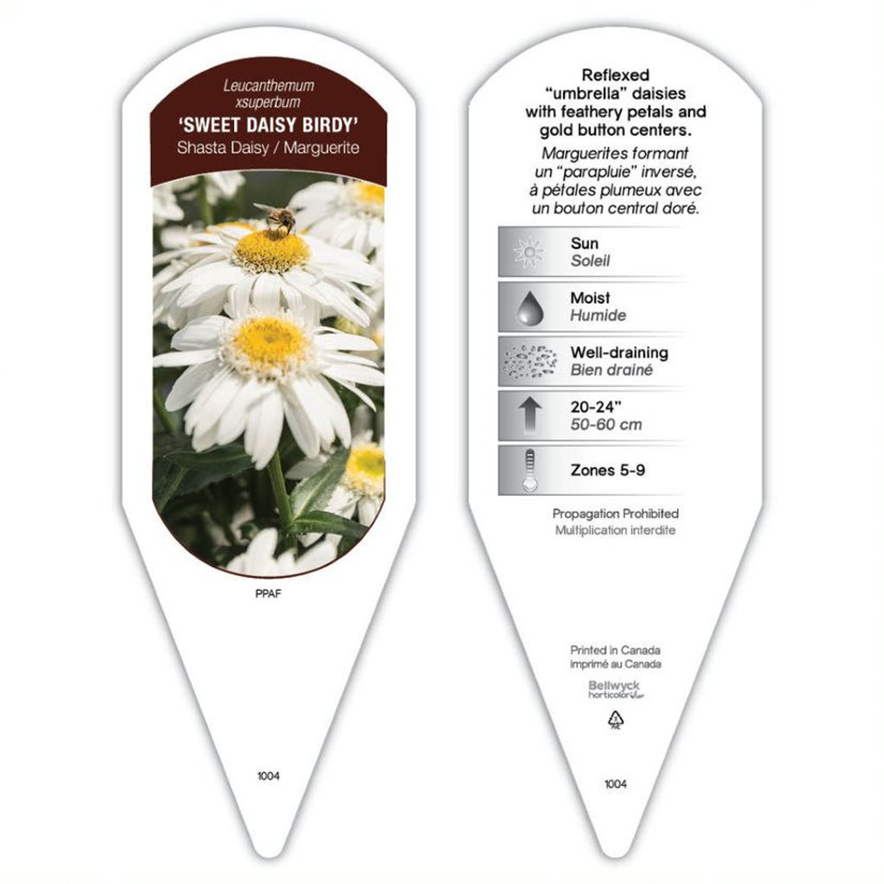 Leucanthemum Sweet Daisy Birdy sturdy plant id tag with