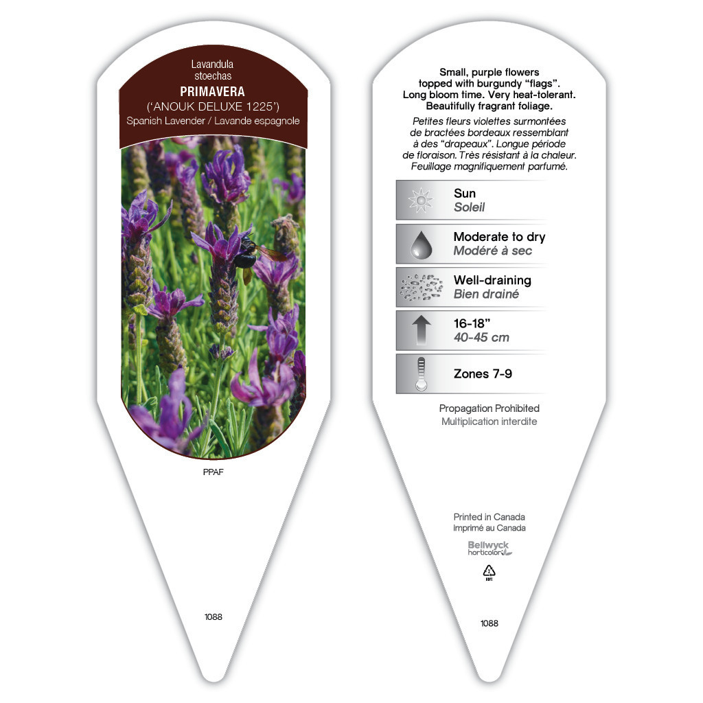 Lavandula Primavera sturdy plant id tag with description, picture