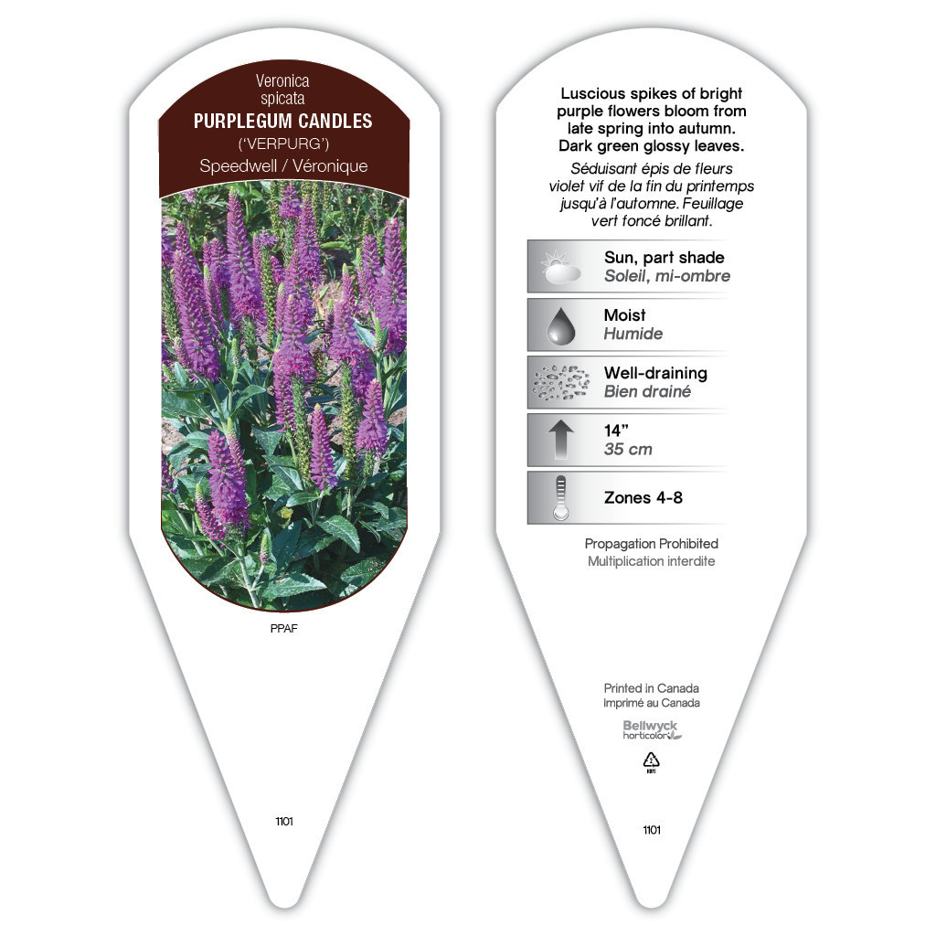 Veronica longifolia Vernique® Raspberry l sturdy plant id tag with