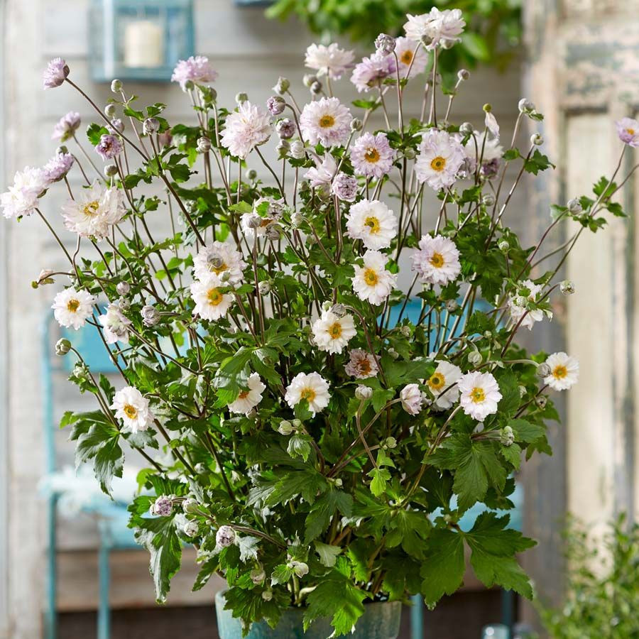 Anemone Frilly Knickers liners from Emerald Coast Growers