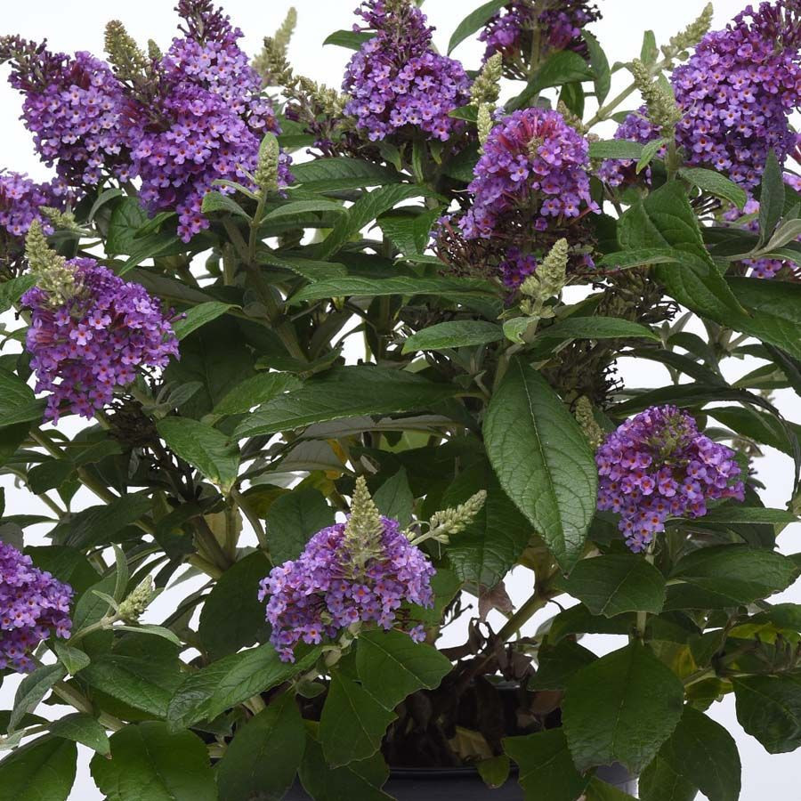 ブルーフラワーヘリテイジ Buddleia Chrysalis Blue liners from Emerald Coast Growers