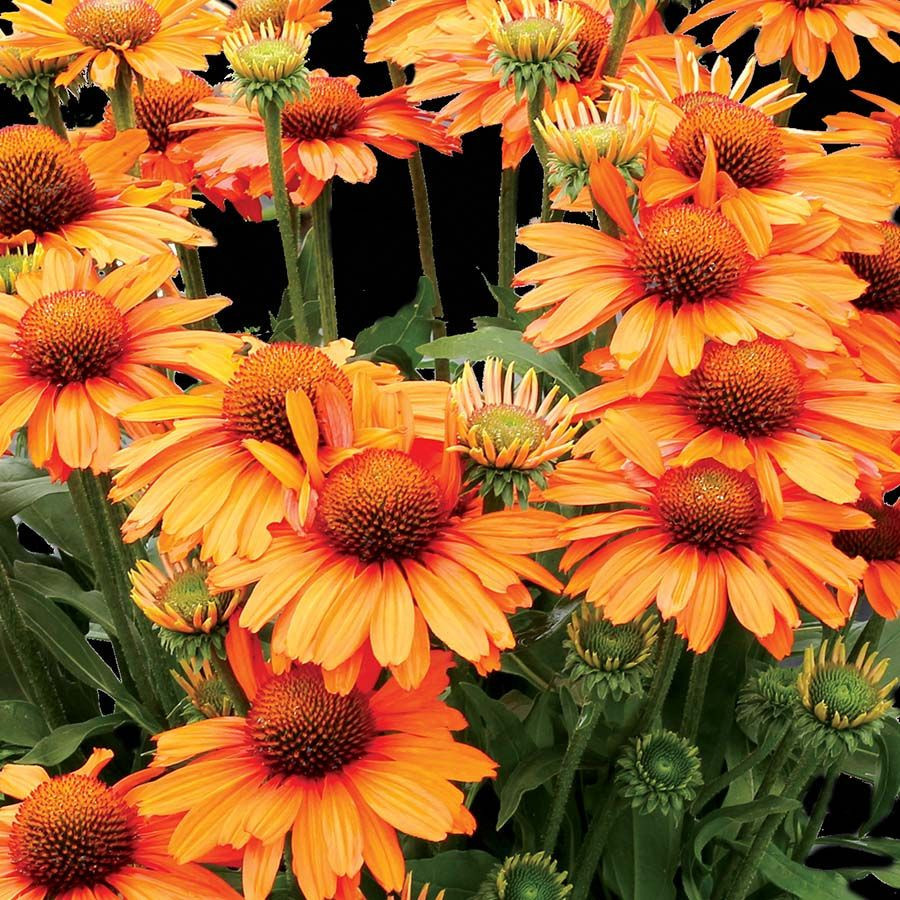 Echinacea Prima Saffron liners from Emerald Coast Growers