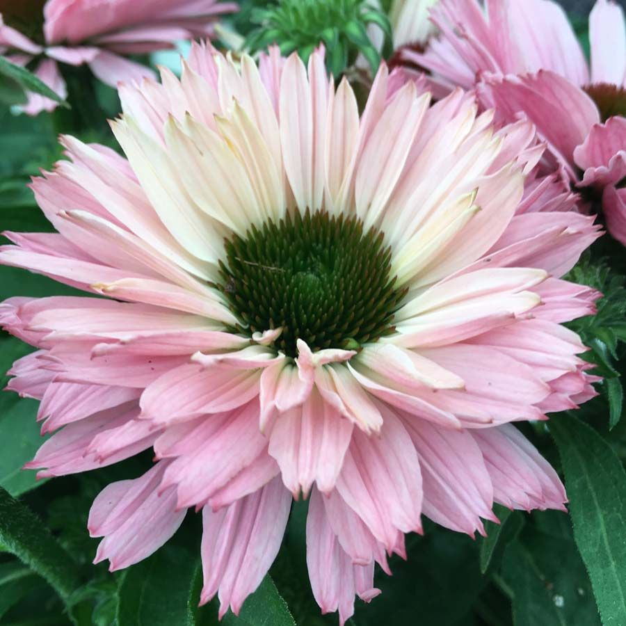 Echinacea SunSeekers Salmon liners from Emerald Coast Growers