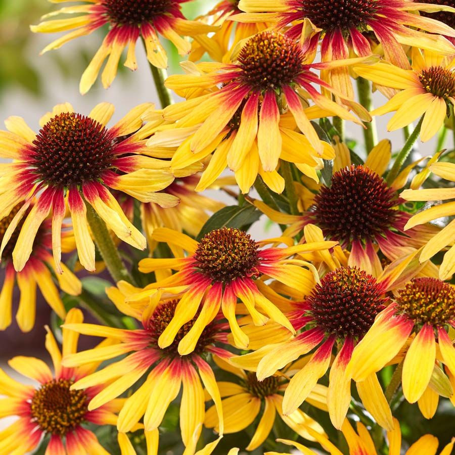 Echinacea SunSeekers Tequila Sunrise liners from Emerald Coast Growers
