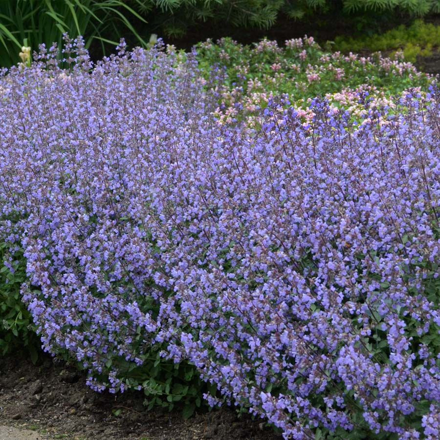 Nepeta Purrsian Blue liners from Emerald Coast Growers