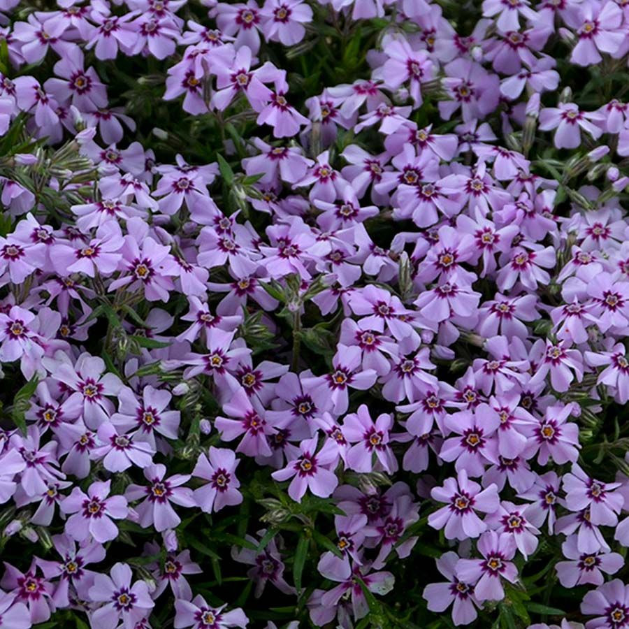 Phlox Eye Candy liners from Emerald Coast Growers