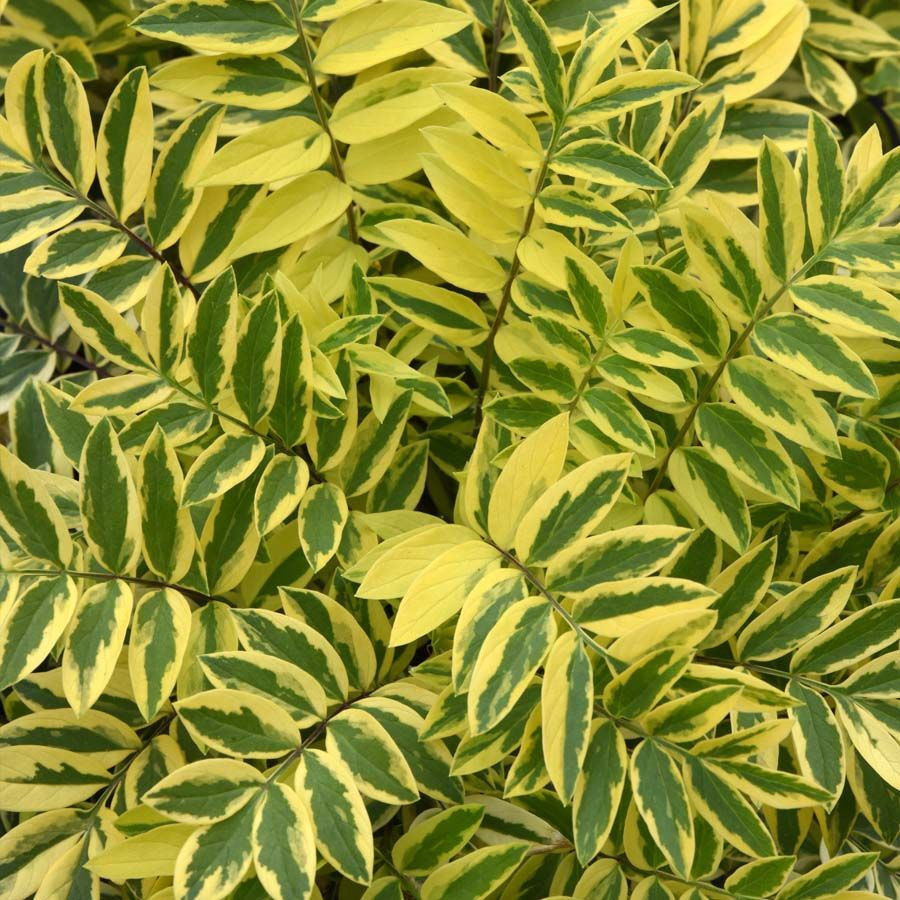 HARIM ハリム Leef Feather with Golden rose 09873E3F-FEF3-4EE7-AA12-