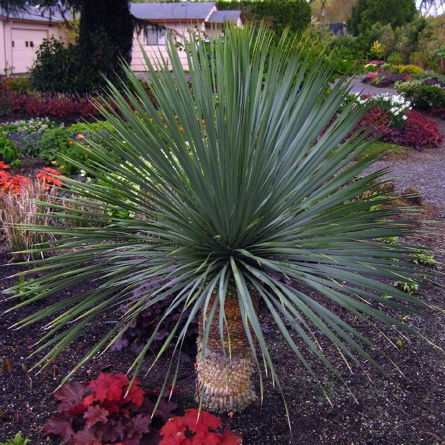 Yucca Sapphire Skies liners from Emerald Coast Growers