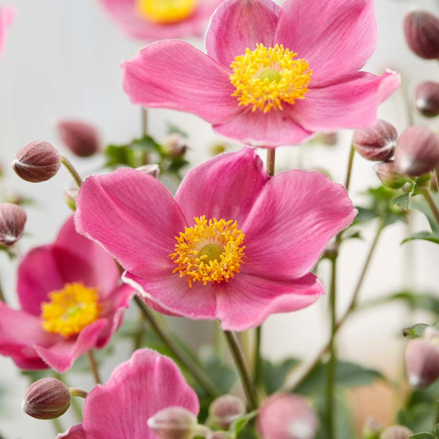 Anemone Fantasy Jasmine liners from Emerald Coast Growers