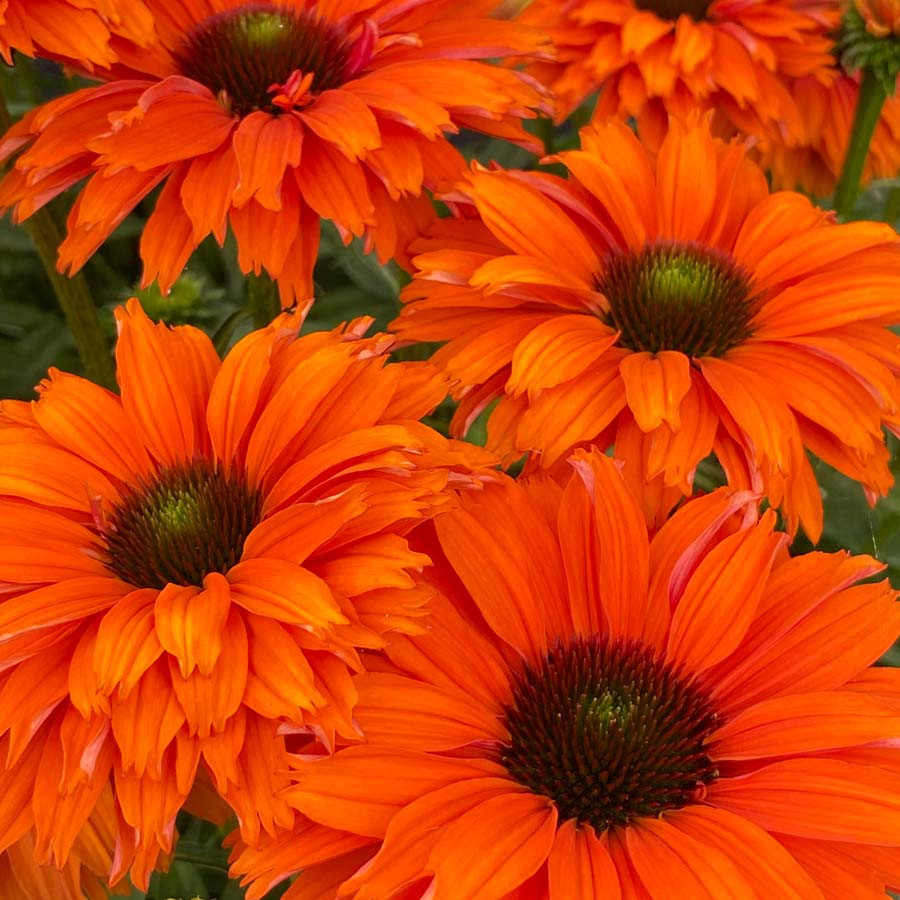 Echinacea SunSeekers Mineola liners from Emerald Coast Growers