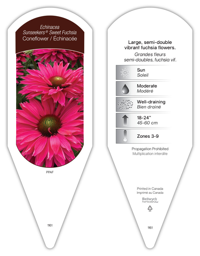 Echinacea Sunseekers® Sweet Fuchsia sturdy plant id tag with