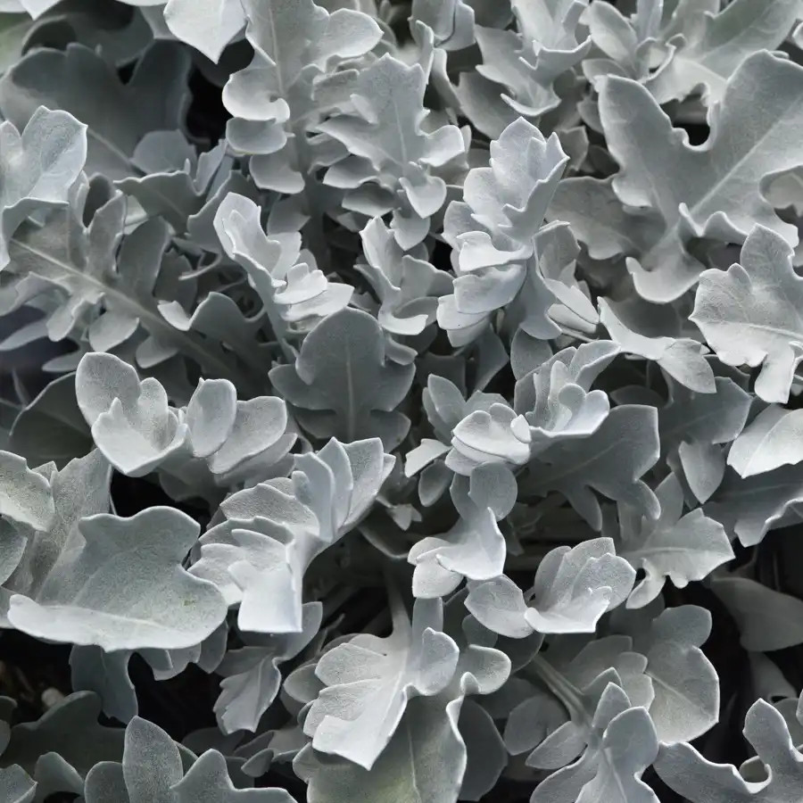 Centaurea Silver Swirl liners from Emerald Coast Growers