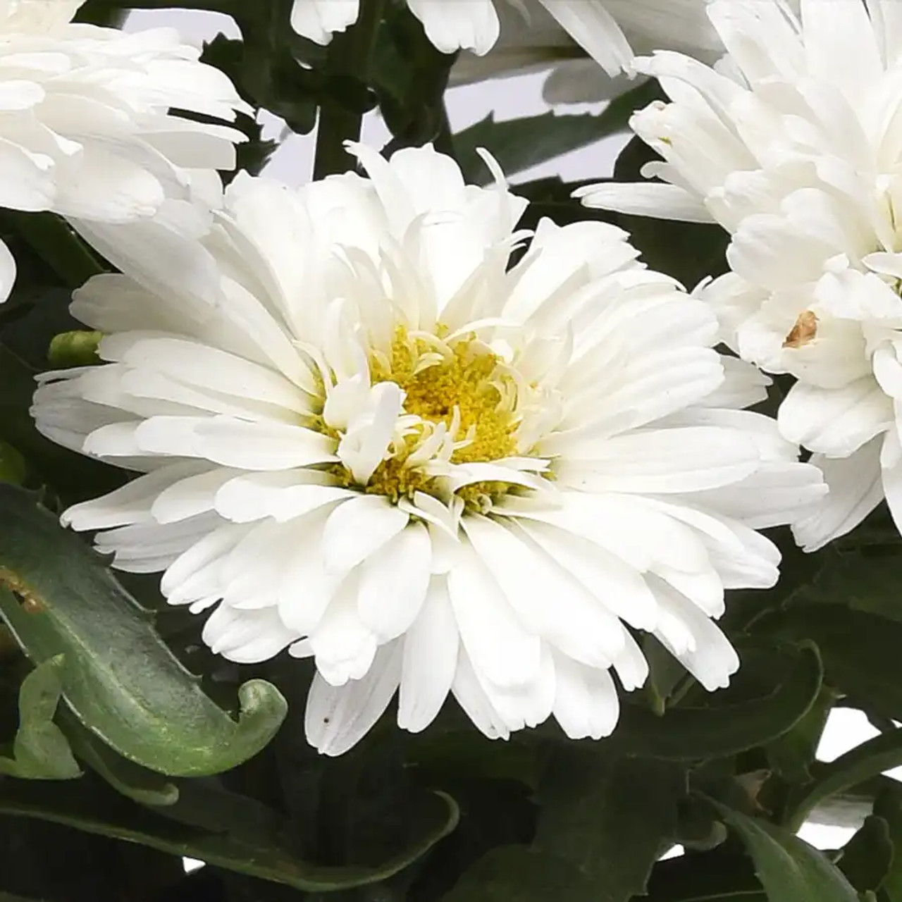 Leucanthemum Make My Daisy Crazy liners from Emerald Coast
