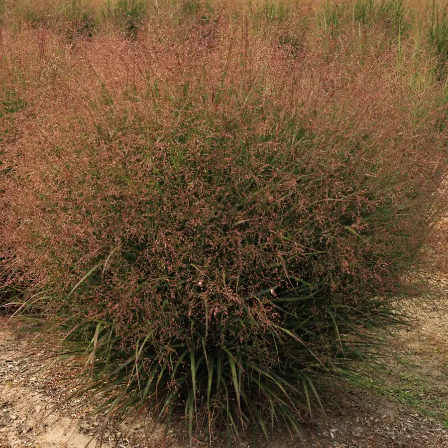 マラカス ハーレムカンポ　Harlem Campos Panicum Dream Catcher Tumbleweed liners from Emerald Coast Growers