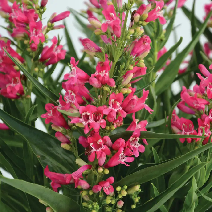 Penstemon Rock Candy Ruby liners from Emerald Coast Growers