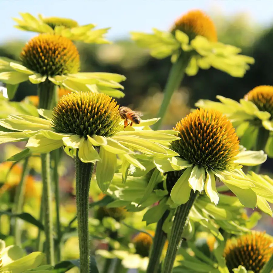Echinacea Kismet Kiwi liners from Emerald Coast Growers