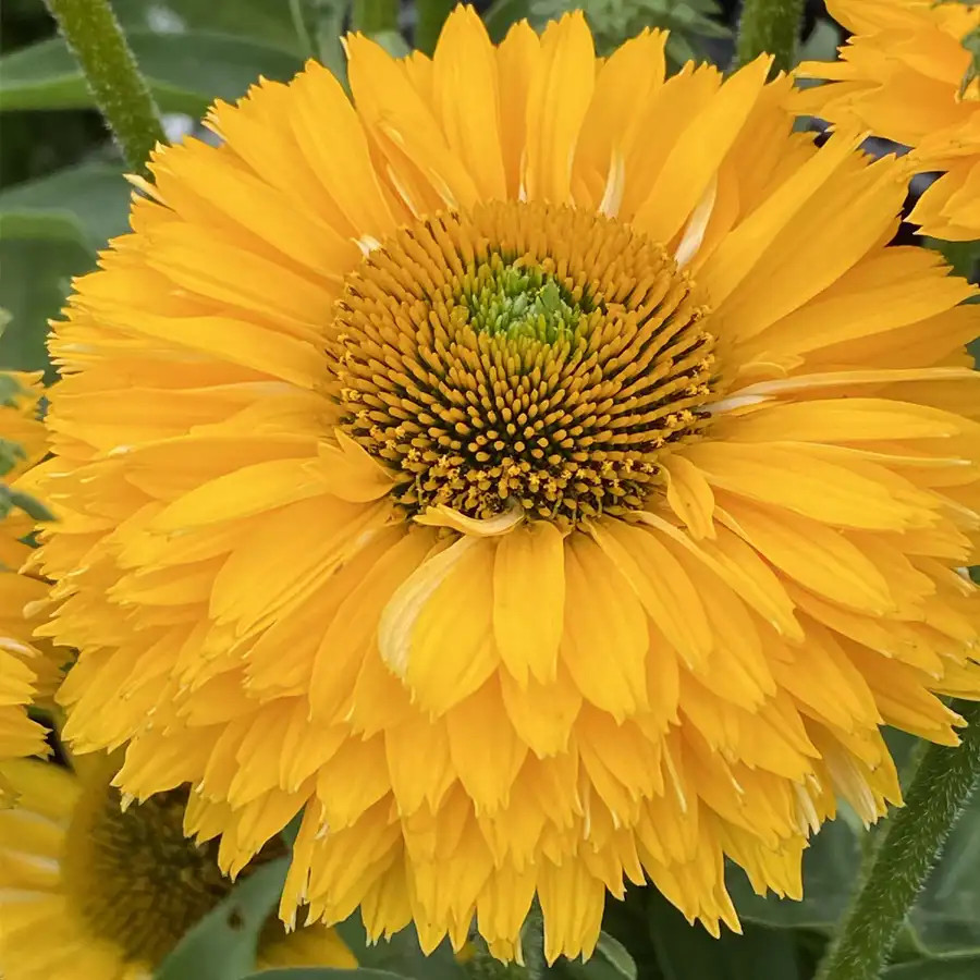 Echinacea SunSeekers Golden Sun liners from Emerald Coast Growers