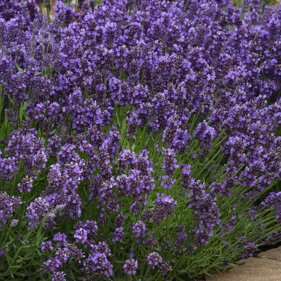 Lavandula SuperBlue liners from Emerald Coast Growers