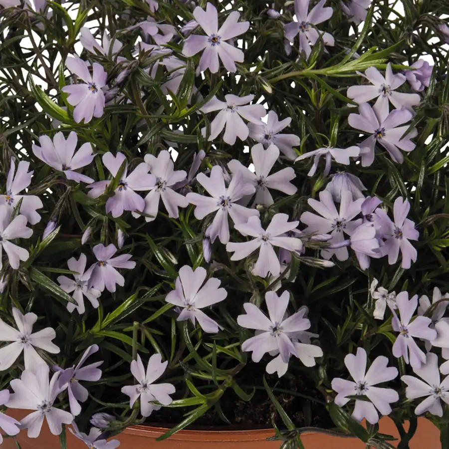 Phlox Spring Lavender liners from Emerald Coast Growers