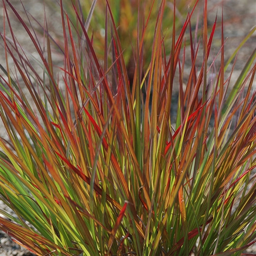 Andropogon gerardii Dancing Wind liners from Emerald Coast Growers