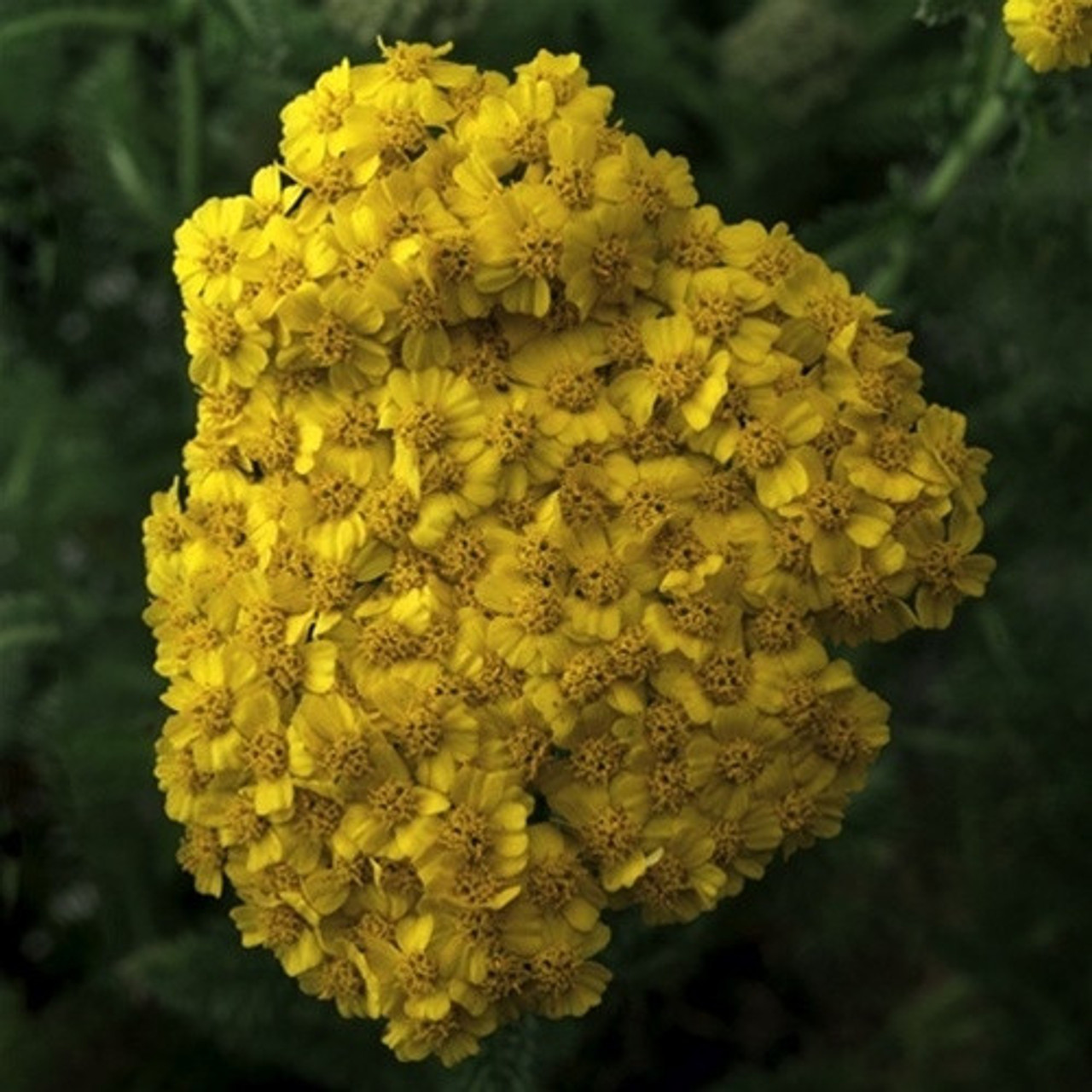 Desert Eve™ Deep Rose Yarrow, Achillea millefolium 'Desert Eve