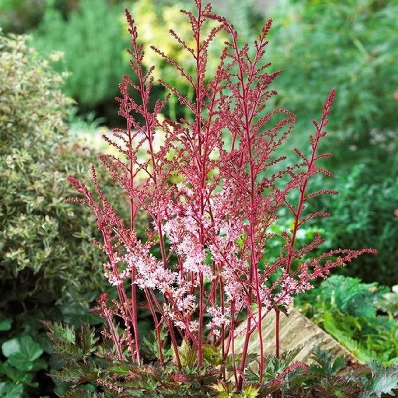 Astilbe Delft Lace liners from Emerald Coast Growers