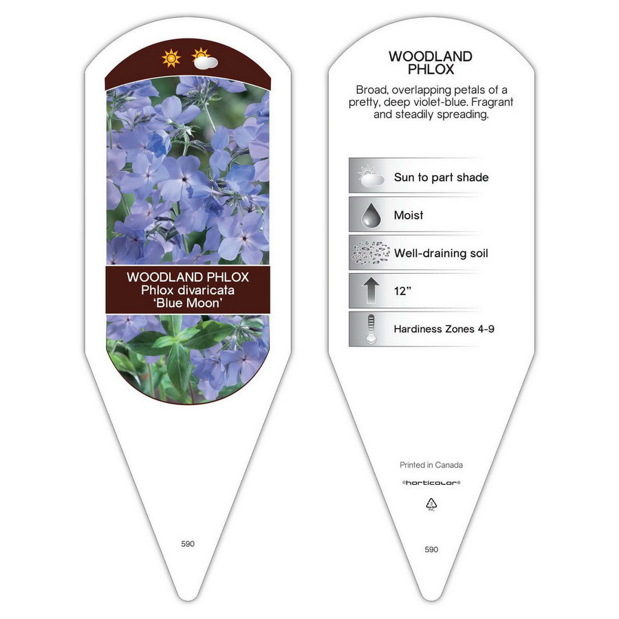 P.Blue moon 子株あり 正規タグ付き Phlox Blue Moon sturdy plant id tag with description, picture, and