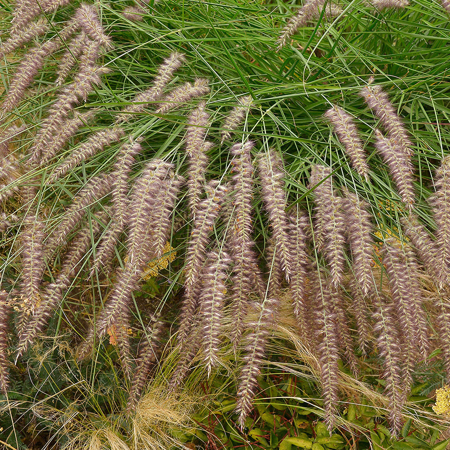 Pennisetum Karley Rose liners from Emerald Coast Growers