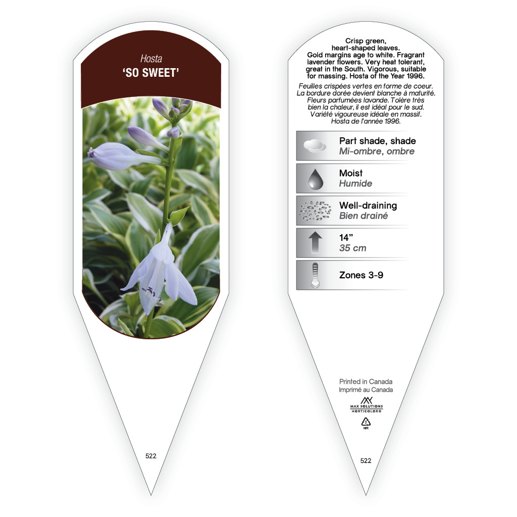 black calla lily plant Buy Best Quality Calla Lily Black Flower Bulbs Online