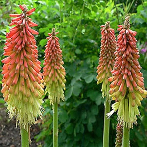 Kniphofia Flamenco Mix liners from Emerald Coast Growers