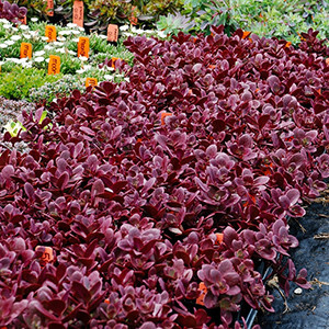 Sedum Sunsparkler Firecracker liners from Emerald Coast Growers