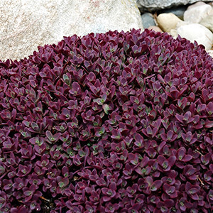 Sedum Sunsparkler Firecracker liners from Emerald Coast Growers