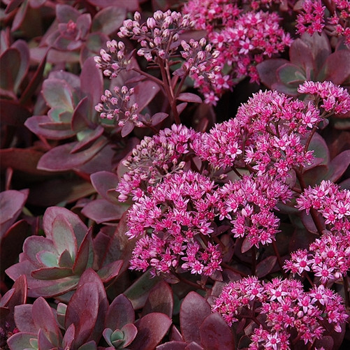 Sedum Sunsparkler Firecracker liners from Emerald Coast Growers