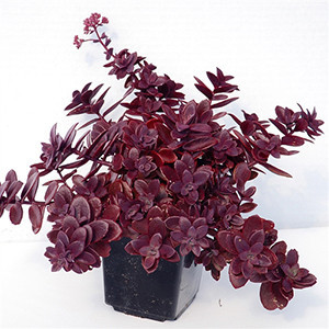 Sedum Sunsparkler Firecracker liners from Emerald Coast Growers