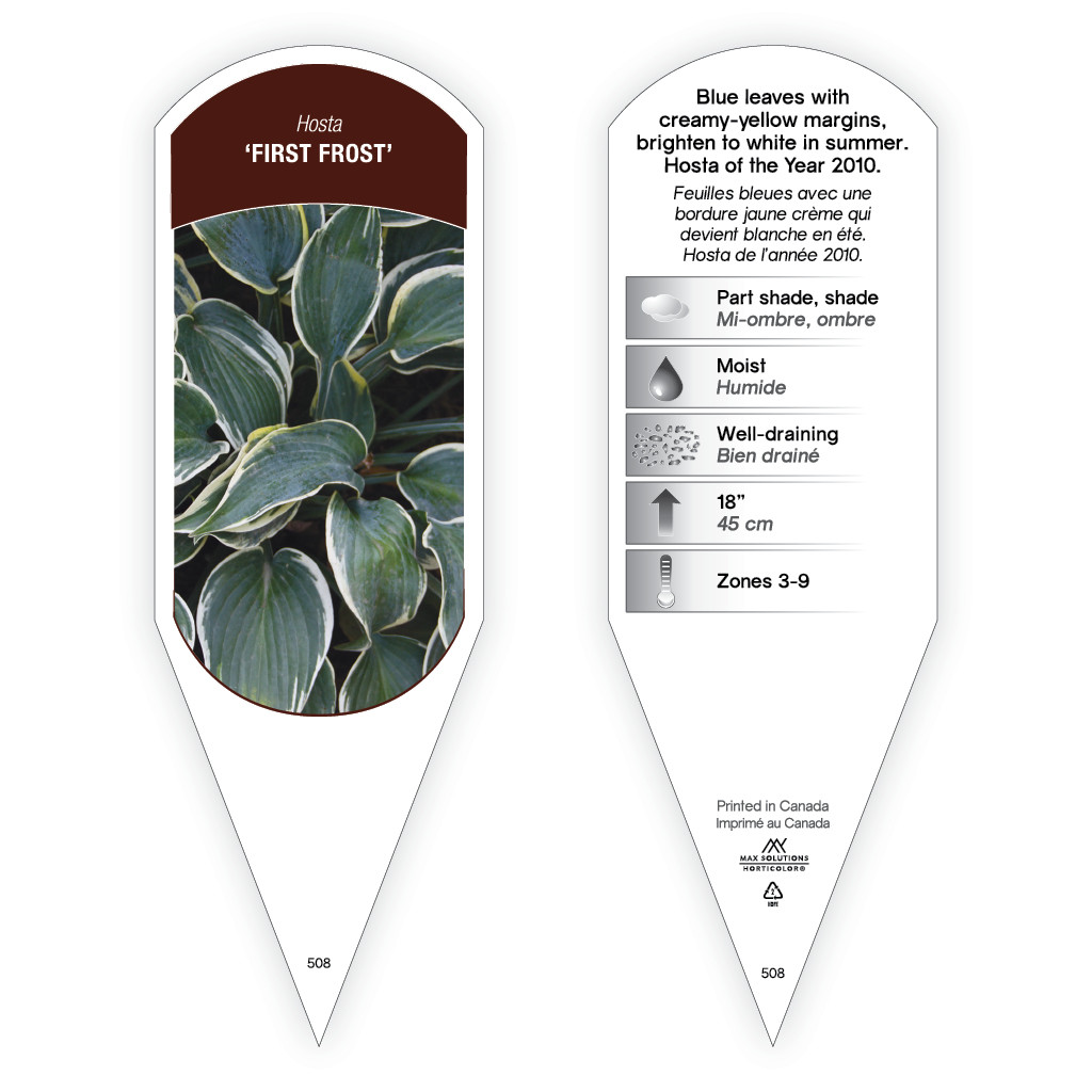Hosta First Frost sturdy plant id tag with description, picture